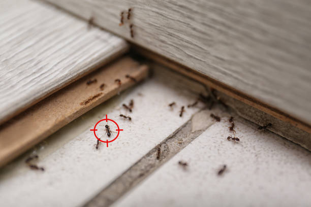 Best Mosquito Control Services  in White Knoll, SC