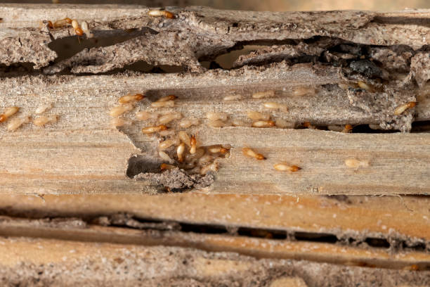 Professional Pest Control in White Knoll, SC